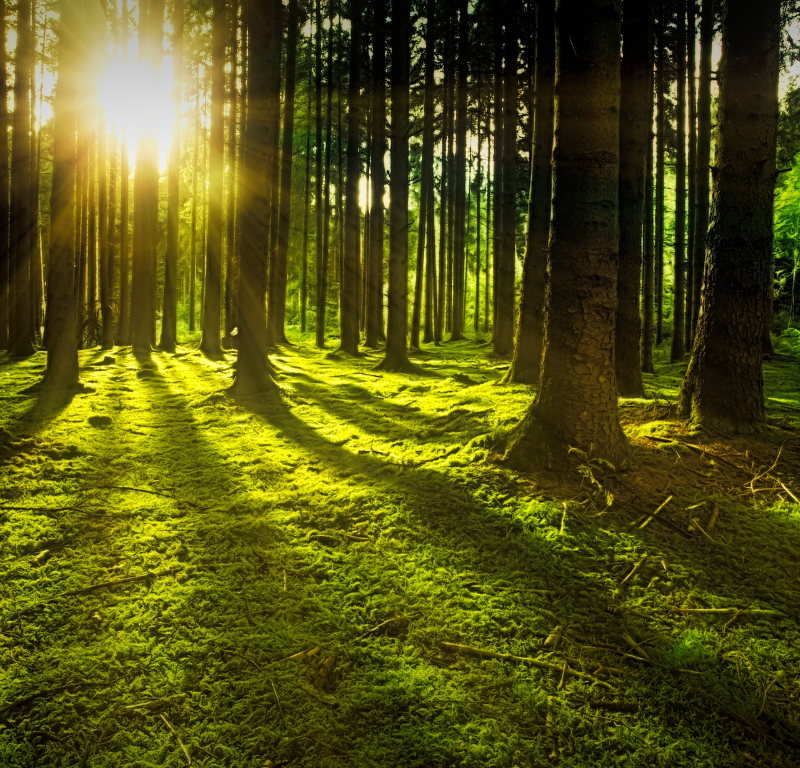 Forest bathing event