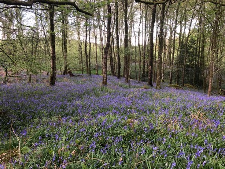 Forest Bathing Lake District